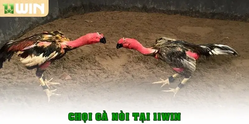 Đá Gà 11win 2 Chọi gà nòi