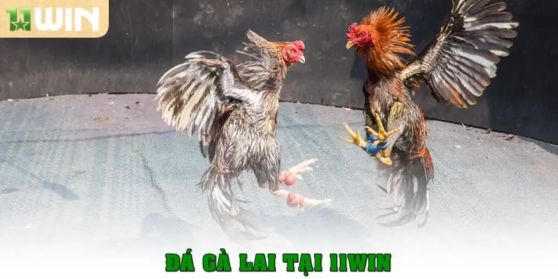 Đá Gà 11win 3 Gà Lai