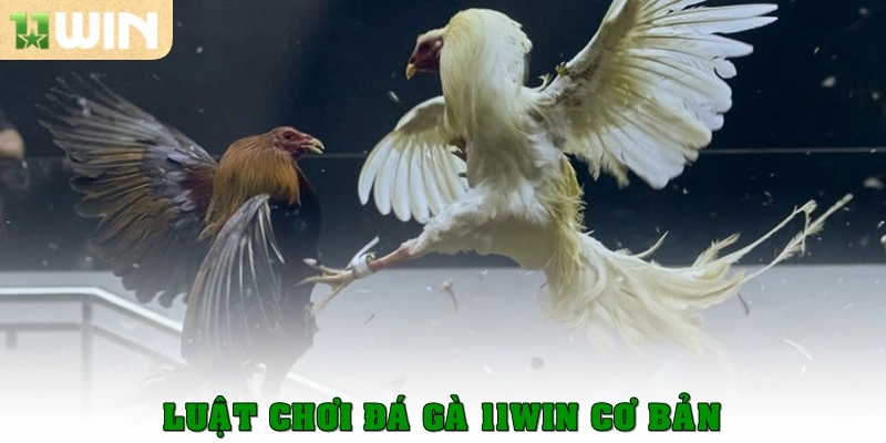 Đá Gà 11win 4 Luật chơi đá gà 11win cơ bản