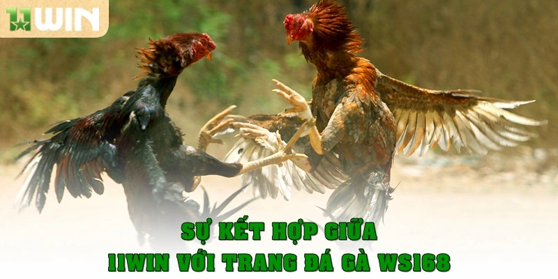 Đá Gà 11win 5 Sự kết hợp của 11win với trang đá gà WS168